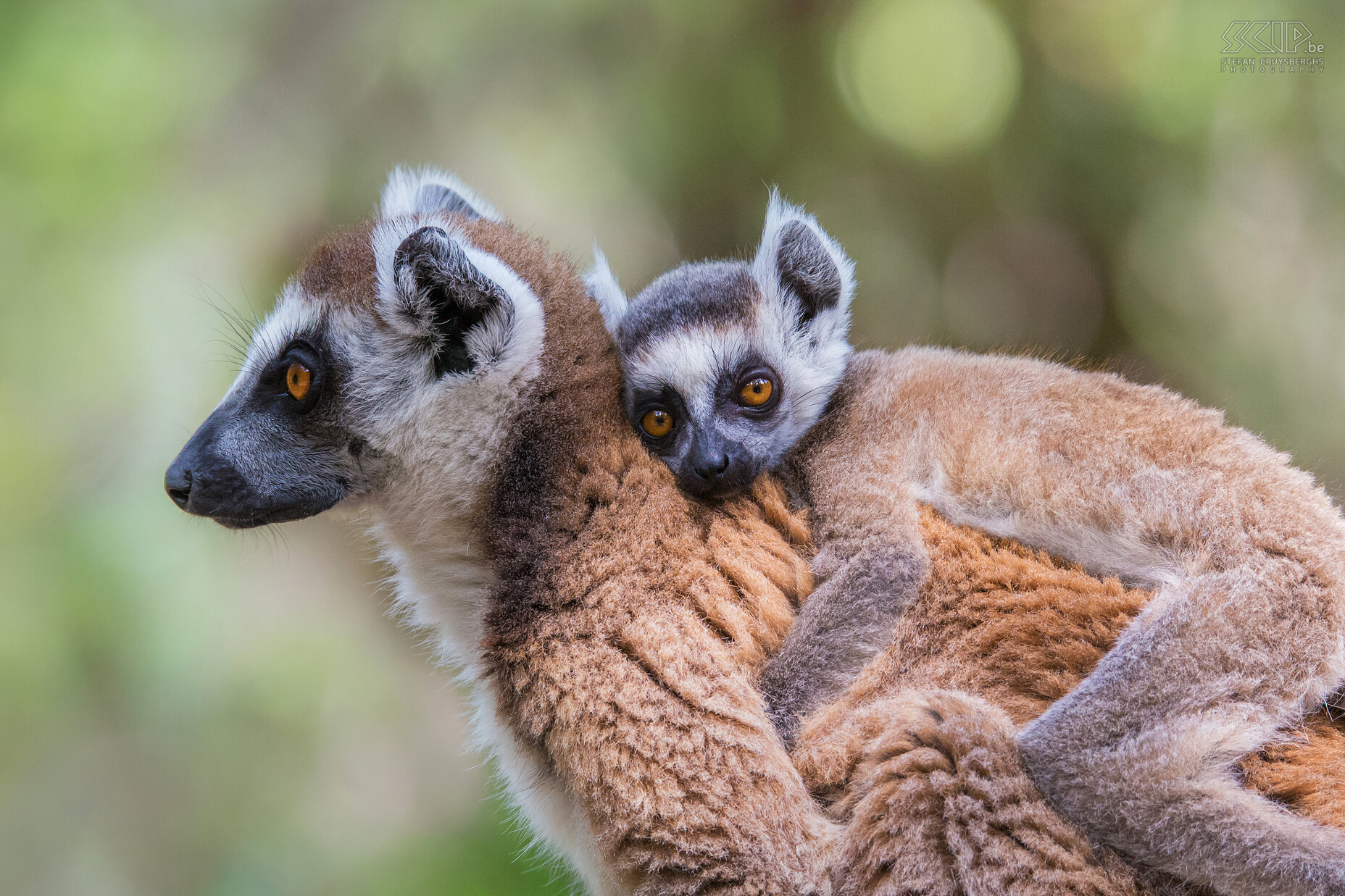 Isalo - Ring-tailed lemur with juvenile The cute ring-tailed lemurs are highly social and they live in groups of up to 30 individuals with a dominant female. Ring-tailed lemur babies are born in September or October. The infants are carried on the chest for the first weeks and afterwards they are carried on the back. Stefan Cruysberghs